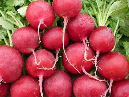 Cách biến củ cải đường, quả lê thành bài thuốc trị ho hữu hiệu