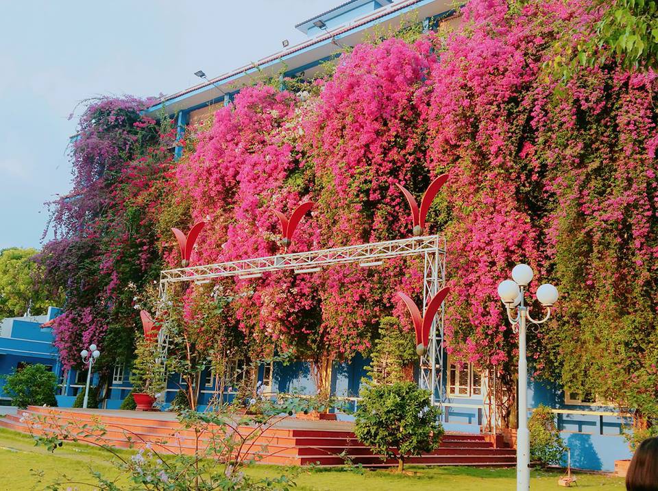 Xuất hiện ngôi trường với giàn hoa giấy khổng lồ nhuộm hồng cả góc trời, sống ảo cứ gọi là mê li trở lên!-1