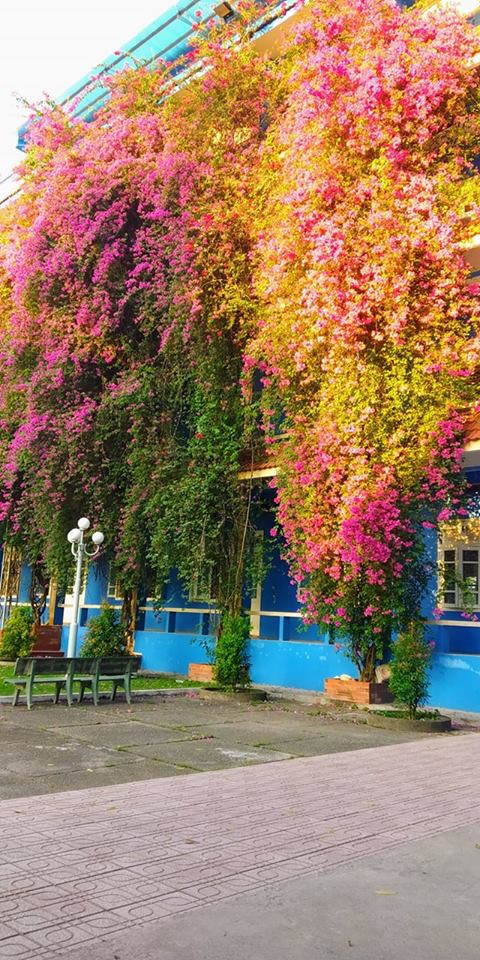 Xuất hiện ngôi trường với giàn hoa giấy khổng lồ nhuộm hồng cả góc trời, sống ảo cứ gọi là mê li trở lên!-2