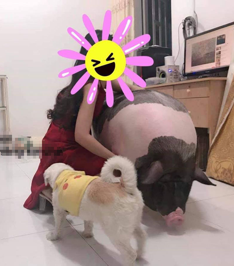Boss lợn Trung Quốc 1,5 triệu/kg: Cô sen Hà thành xịt nước hoa, dắt dạo phố-4