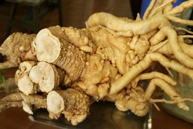 Sự thật không thể ngờ về thần dược được người Việt coi là bổ hơn nhân sâm-1