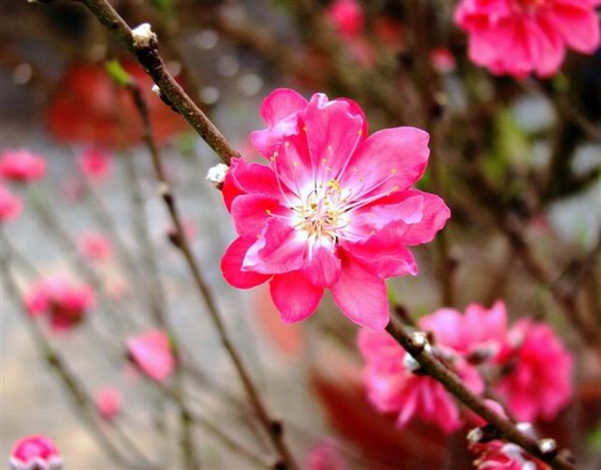 Hoa đào không chỉ dùng để làm cảnh, bạn hoàn toàn có thể sử dụng làm thuốc chữa bệnh theo nhiều cách-1