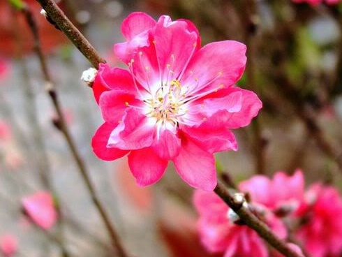 Hoa ban nở tím biếc tháng 3, chuyên gia Đông y gợi ý hãy tận dụng để làm thuốc chữa bệnh-5