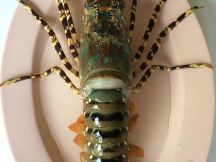 Người bán hải sản lâu năm lý giải: Ăn tôm có phải rút bỏ sợi chỉ đen ra hay không?-1