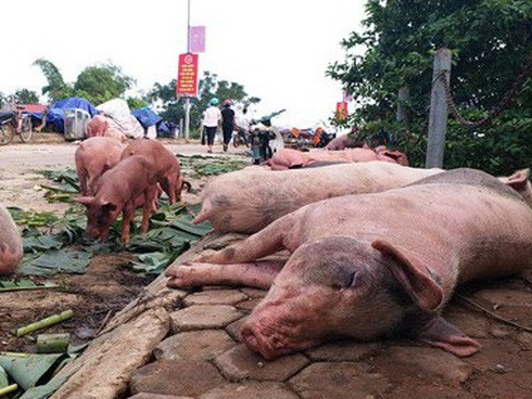 Ăn thịt lợn mắc dịch tả châu Phi có sao?-2