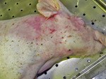 Thịt lợn nhiễm dịch tả châu Phi, người dân có nên tạm tẩy chay thịt lợn?-3