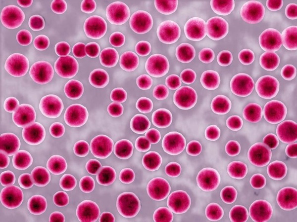 Số ca siêu bệnh lậu kháng kháng sinh không thể điều trị có thể tăng chóng mặt do quan hệ tình dục kiểu này-1