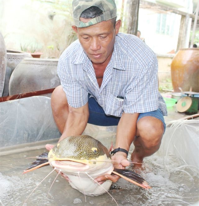 Bắt được thủy quái râu dài, đuôi đỏ nặng 15kg ở ao phía sau nhà-1