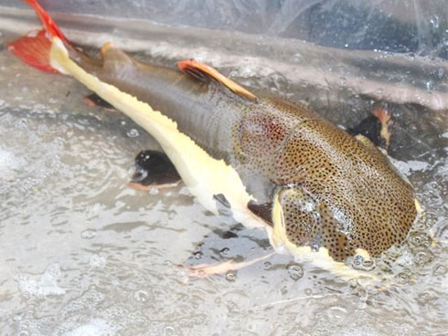 Bắt được cá lạ màu vàng loang lổ đẹp mê hồn, dân ầm ầm kéo đến xem-2