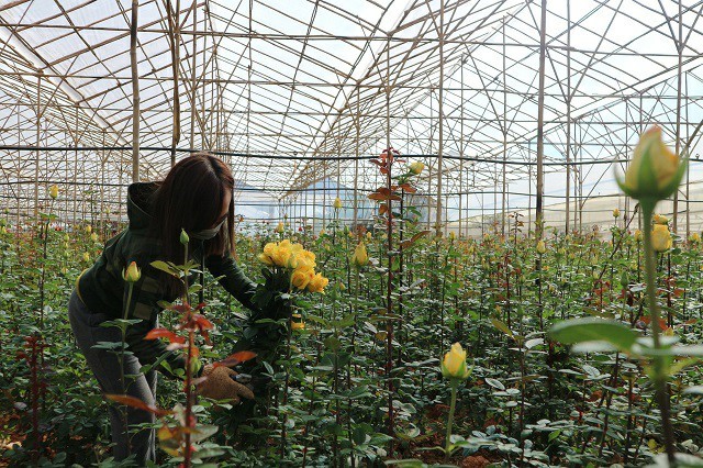 Lâm Đồng: Sắm xế hộp đi trồng hoa hồng dưới chân núi Langbiang-1