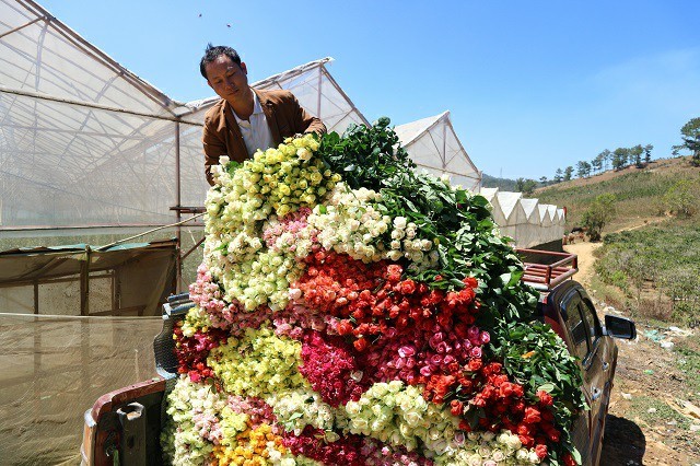 Lâm Đồng: Sắm xế hộp đi trồng hoa hồng dưới chân núi Langbiang-2