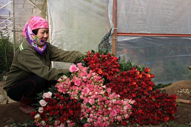 Lâm Đồng: Sắm xế hộp đi trồng hoa hồng dưới chân núi Langbiang-3