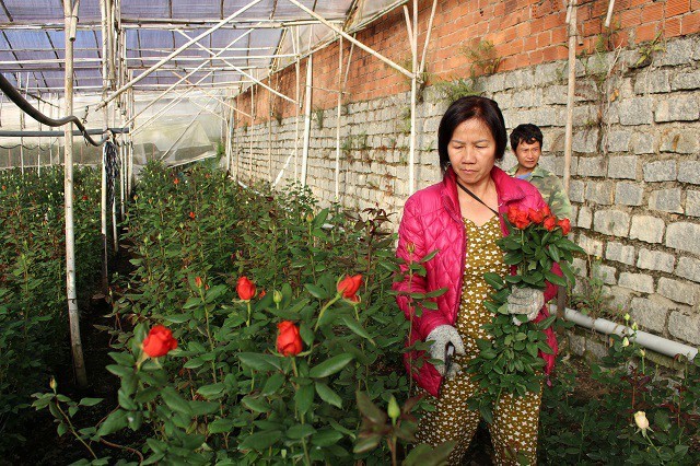 Lâm Đồng: Sắm xế hộp đi trồng hoa hồng dưới chân núi Langbiang-4