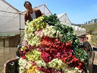 Lâm Đồng: Sắm xế hộp đi trồng hoa hồng dưới chân núi Langbiang