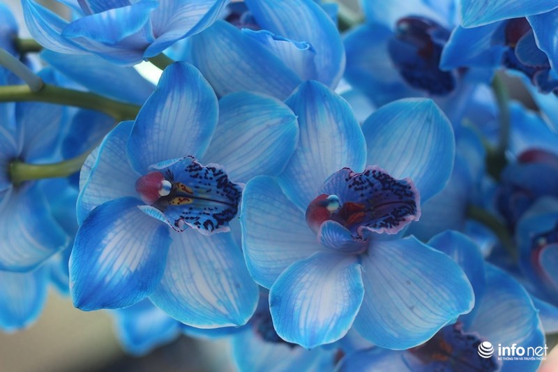 Lạ mắt hoa hồng màu nâu đất, mao lương lần đầu bán ở VN dịp 8/3-2