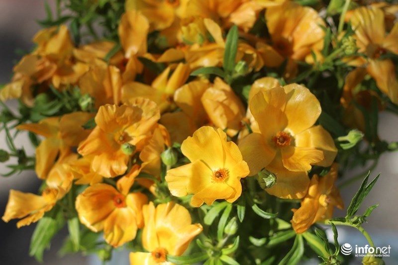 Lạ mắt hoa hồng màu nâu đất, mao lương lần đầu bán ở VN dịp 8/3-3