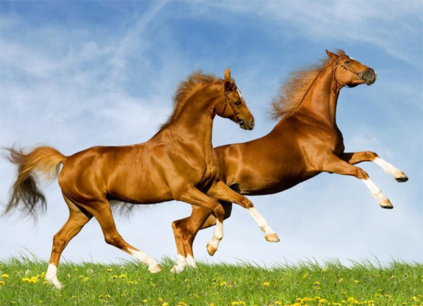 Tháng phát tài năm 2019 cho tuổi Ngọ, Mùi, Thân đếm tiền mỏi tay, lộc bay đầy nhà-1