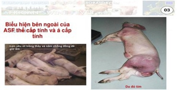 Thịt lợn nhiễm dịch tả châu Phi, người dân có nên tạm tẩy chay thịt lợn?-2