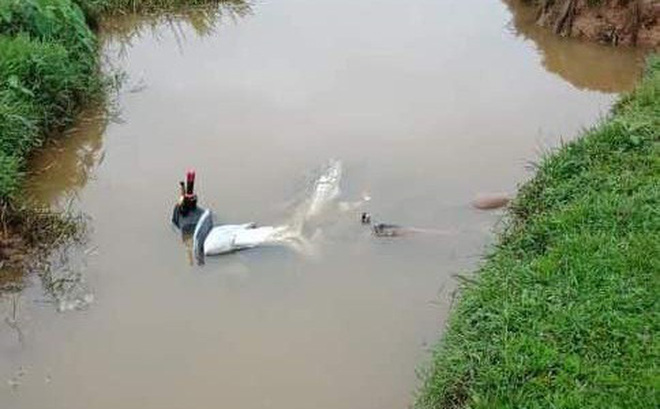 Thi thể nam thanh niên được phát hiện nằm nghiêng cạnh xe máy Exciter dưới mương nước-1