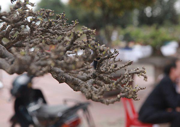 Ngắm tuyệt phẩm mai chiếu thủy tiền tỷ khiến giới chơi cây cũng phải trầm trồ-10