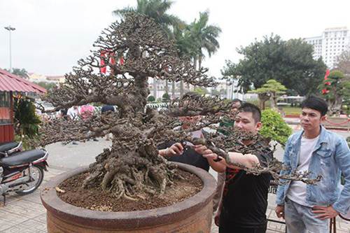 Ngắm tuyệt phẩm mai chiếu thủy tiền tỷ khiến giới chơi cây cũng phải trầm trồ-2