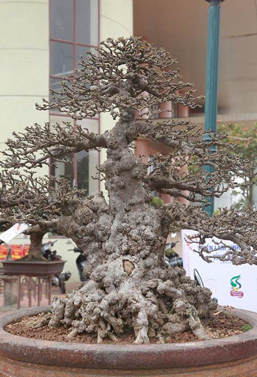 Ngắm tuyệt phẩm mai chiếu thủy tiền tỷ khiến giới chơi cây cũng phải trầm trồ-3