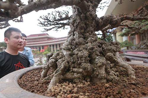 Ngắm tuyệt phẩm mai chiếu thủy tiền tỷ khiến giới chơi cây cũng phải trầm trồ-4