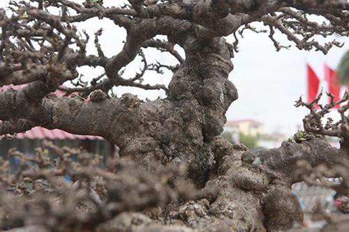 Ngắm tuyệt phẩm mai chiếu thủy tiền tỷ khiến giới chơi cây cũng phải trầm trồ-5