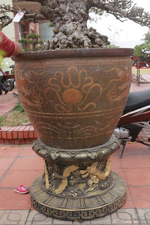 Ngắm tuyệt phẩm mai chiếu thủy tiền tỷ khiến giới chơi cây cũng phải trầm trồ-6