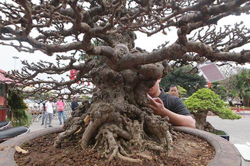 Ngắm tuyệt phẩm mai chiếu thủy tiền tỷ khiến giới chơi cây cũng phải trầm trồ-7