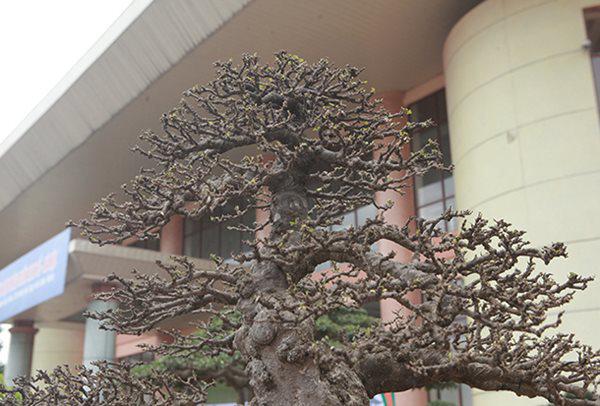 Ngắm tuyệt phẩm mai chiếu thủy tiền tỷ khiến giới chơi cây cũng phải trầm trồ-8