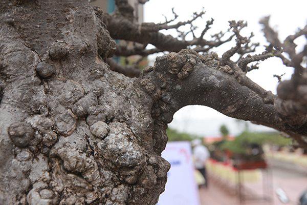 Ngắm tuyệt phẩm mai chiếu thủy tiền tỷ khiến giới chơi cây cũng phải trầm trồ-9