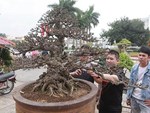 Đại gia Thái Nguyên mang cả vườn cây triệu đô đi triển lãm-14