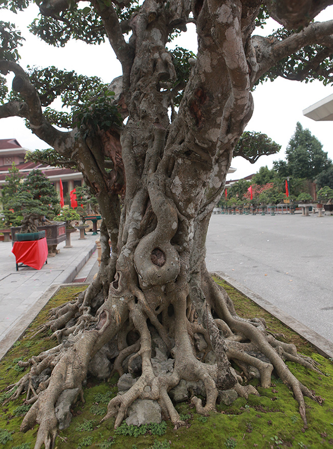 Song sanh 15 tỷ của đại gia Hà Nội đẹp tới mức nào?-14