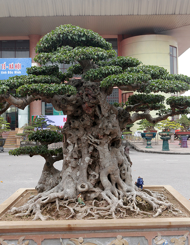 Song sanh 15 tỷ của đại gia Hà Nội đẹp tới mức nào?-4