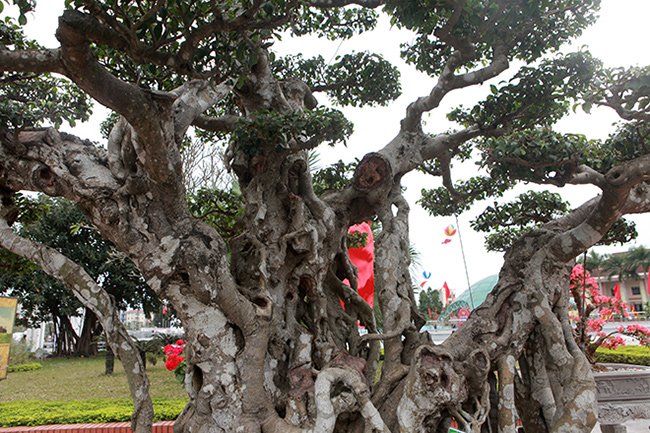 Song sanh 15 tỷ của đại gia Hà Nội đẹp tới mức nào?-11