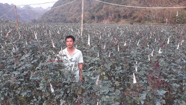 Rời Thủ đô lên phố núi trồng hoa hồng, chàng trai rinh gần 1 tỷ mỗi năm-1