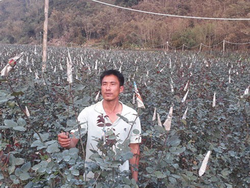 Rời Thủ đô lên phố núi trồng hoa hồng, chàng trai 'rinh' gần 1 tỷ mỗi năm