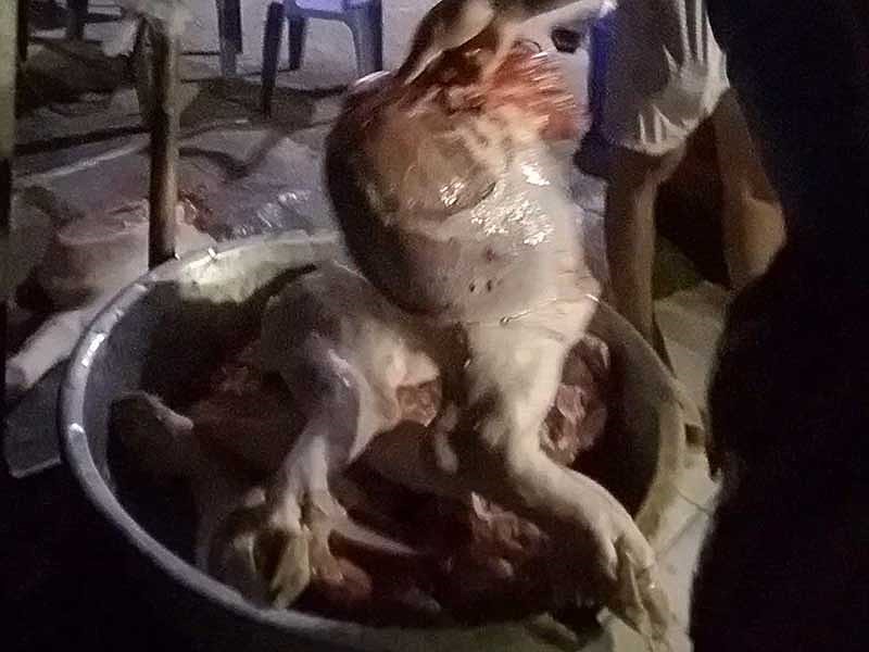 Đột nhập lò mổ heo lậu trong đợt dịch tả heo-1