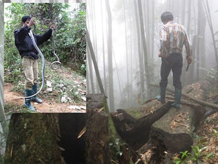 Run bần bật chuyện lao vào rừng sâu để vồ 'thần chết' ở Lào Cai