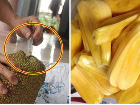 Dấu hiệu đặc biệt trên vỏ giúp chị em nhận dạng mít tiêm đầy hóa chất mà bên trong vẫn vàng óng như thật