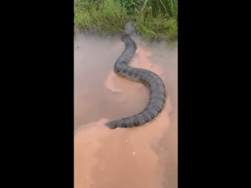 Trăn khổng lồ cuộn tròn quanh người cậu bé-1