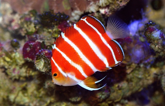 Những con cá nhà giàu có giá gấp chục lần siêu xe-12