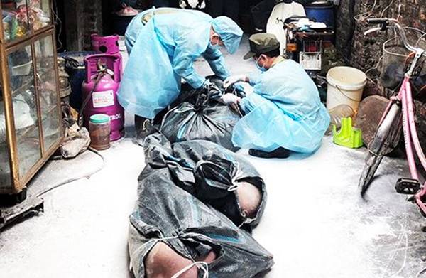 Bên trong vùng dịch tả lợn châu Phi ở nội thành Hà Nội-14