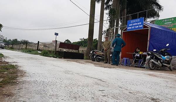 Bên trong vùng dịch tả lợn châu Phi ở nội thành Hà Nội-4