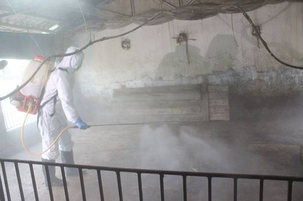 Bên trong vùng dịch tả lợn châu Phi ở nội thành Hà Nội-15