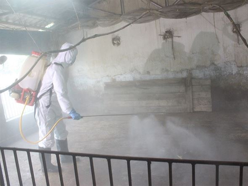 Hà Nội: Một bộ phận người chăn nuôi giấu việc lợn mắc dịch tả châu Phi-2