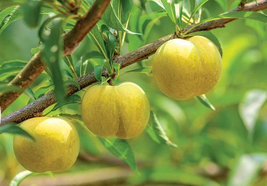 Trồng loại quả quý tộc có đầy ở Việt Nam, đếm tiền không ngơi tay-1