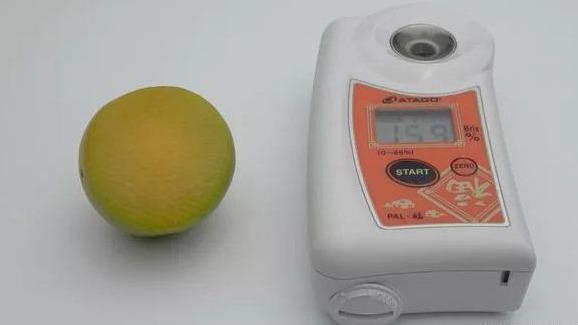 Trồng loại quả quý tộc có đầy ở Việt Nam, đếm tiền không ngơi tay-2