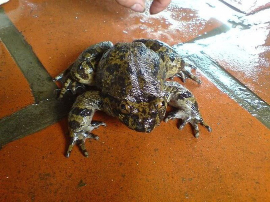 Ếch đại gia - Đặc sản thần dược đồn đoán tốt hơn cả viagra-1